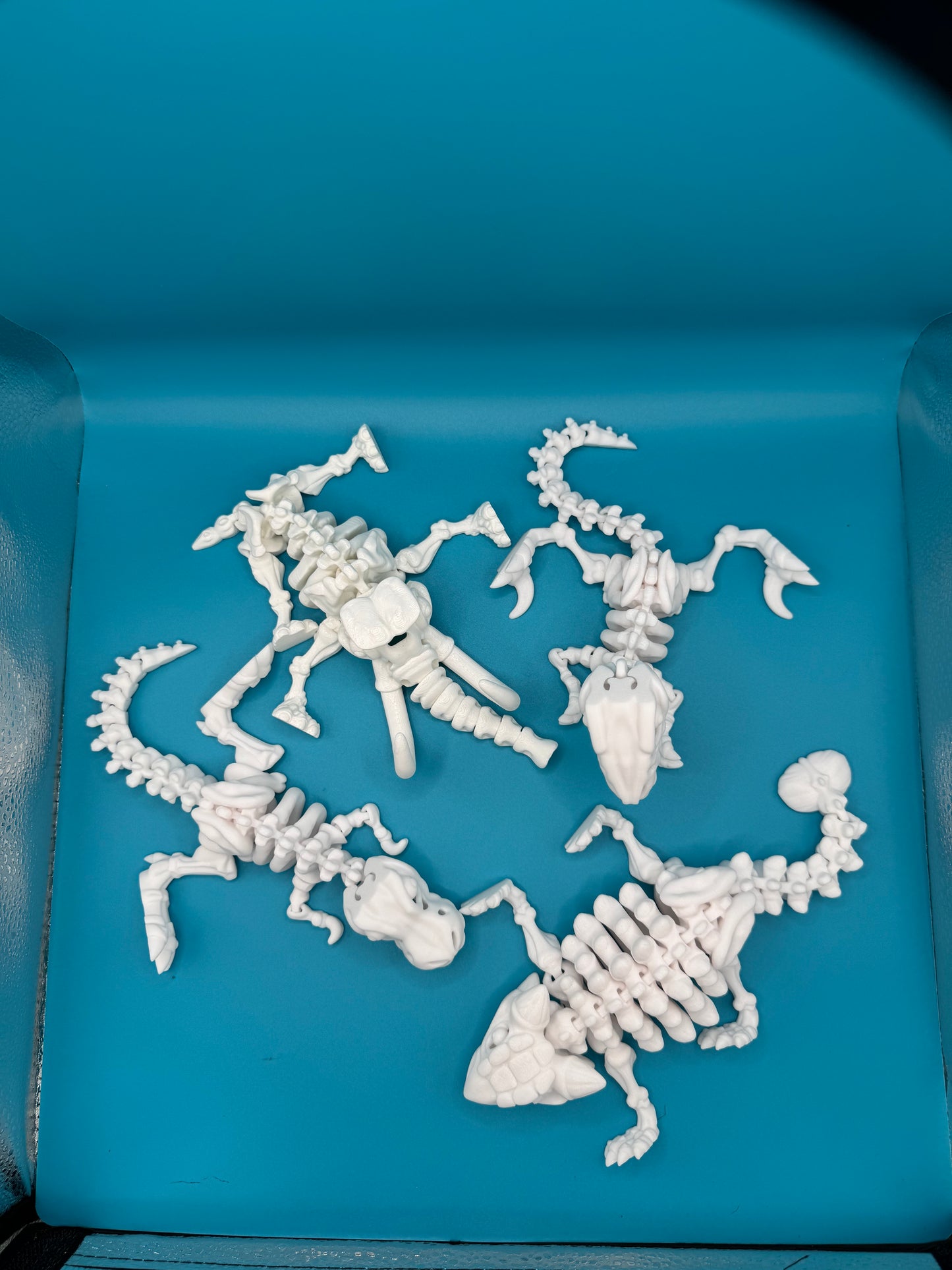 flexi dino  skeletons